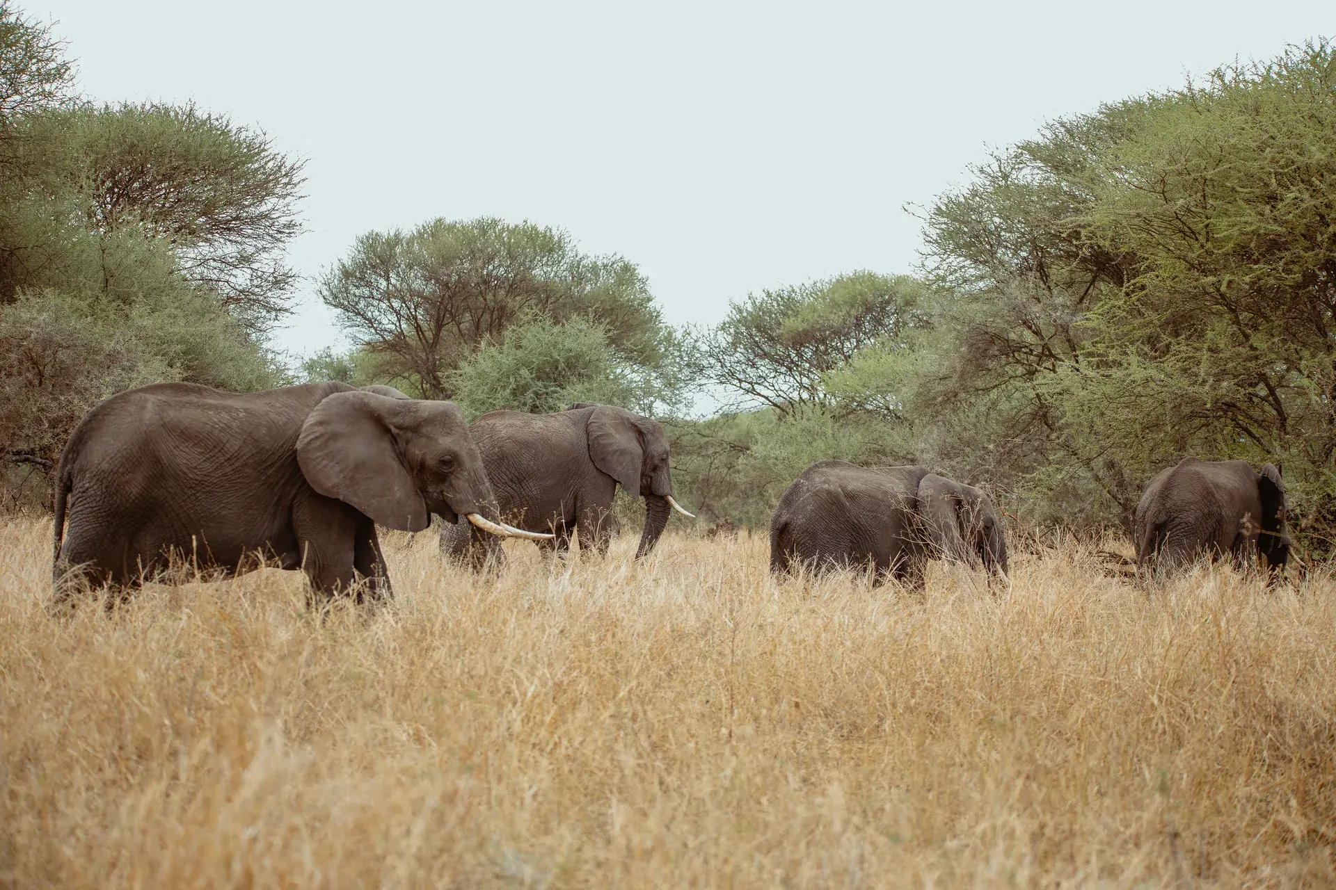 Elephants in a Tanzania safari landscape